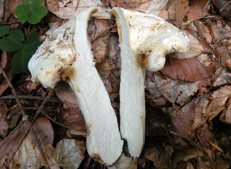 Due Lactarius biancastri